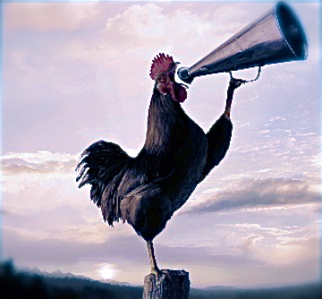 goodmorning-rooster-crowing
