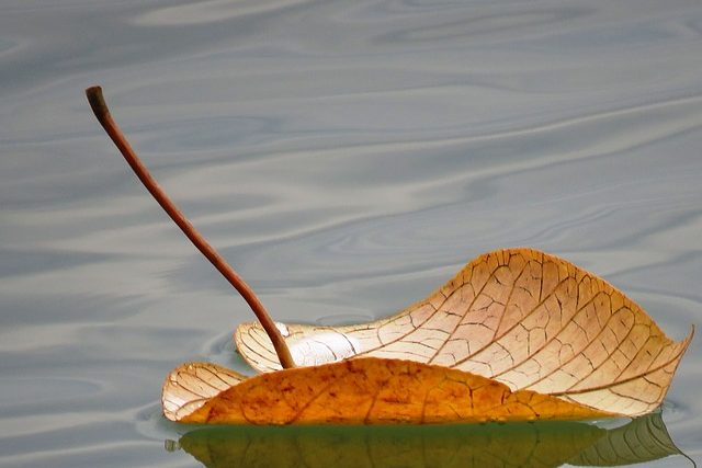 This image has an empty alt attribute; its file name is leaf-floating-2438419_640-edited.jpg